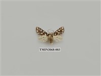 藏品(夜蛾829)的圖片